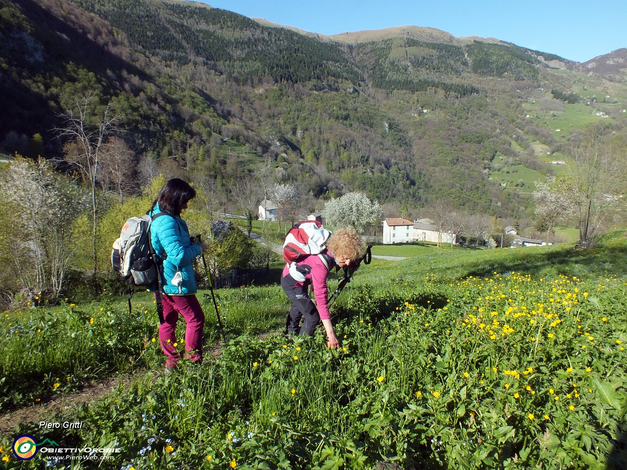 93 fiori di campo....JPG